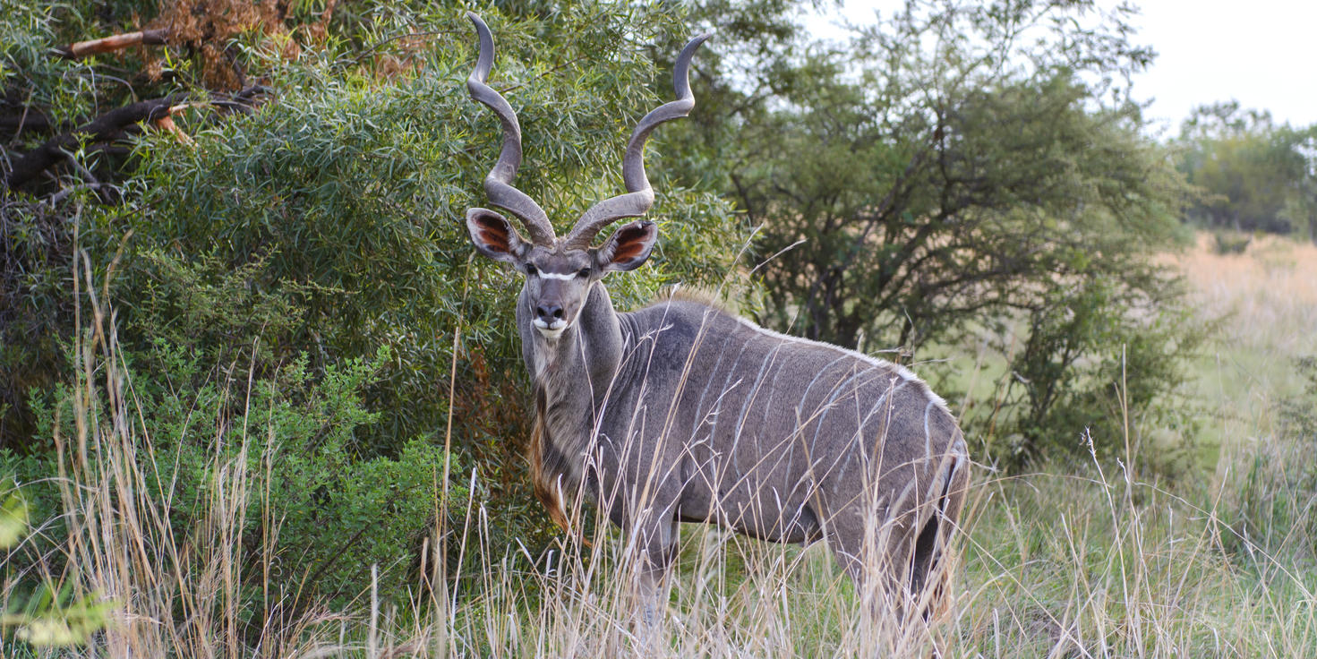 Dinokeng Game Reserve
