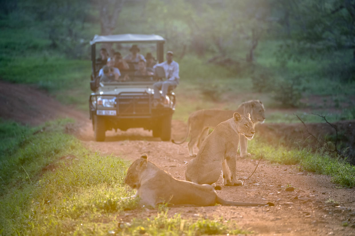 Finding Lions on Game Drive