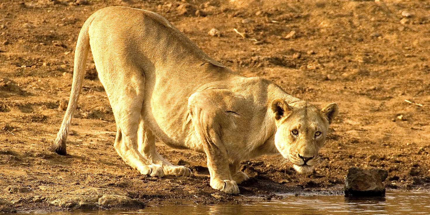Pilanesberg National Park
