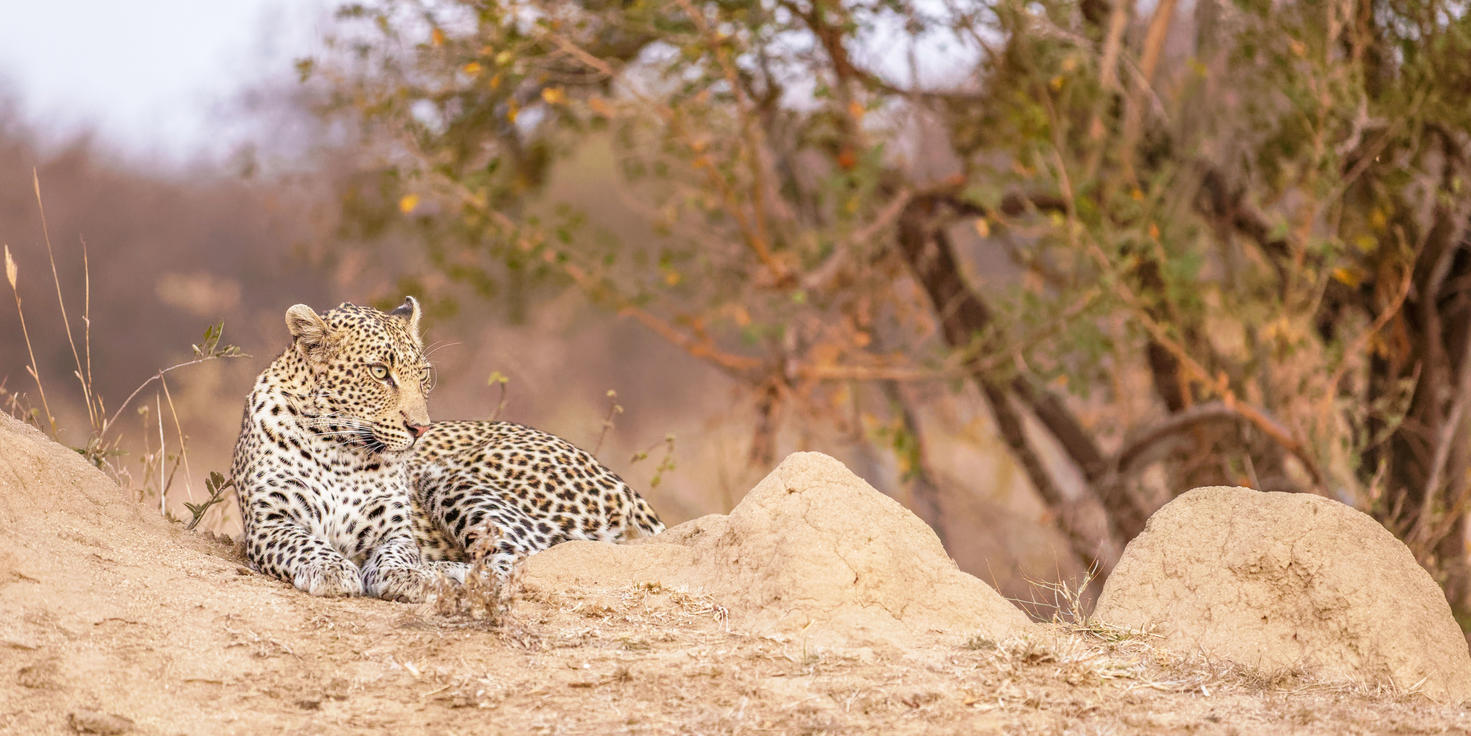 Timbavati Private Nature Reserve