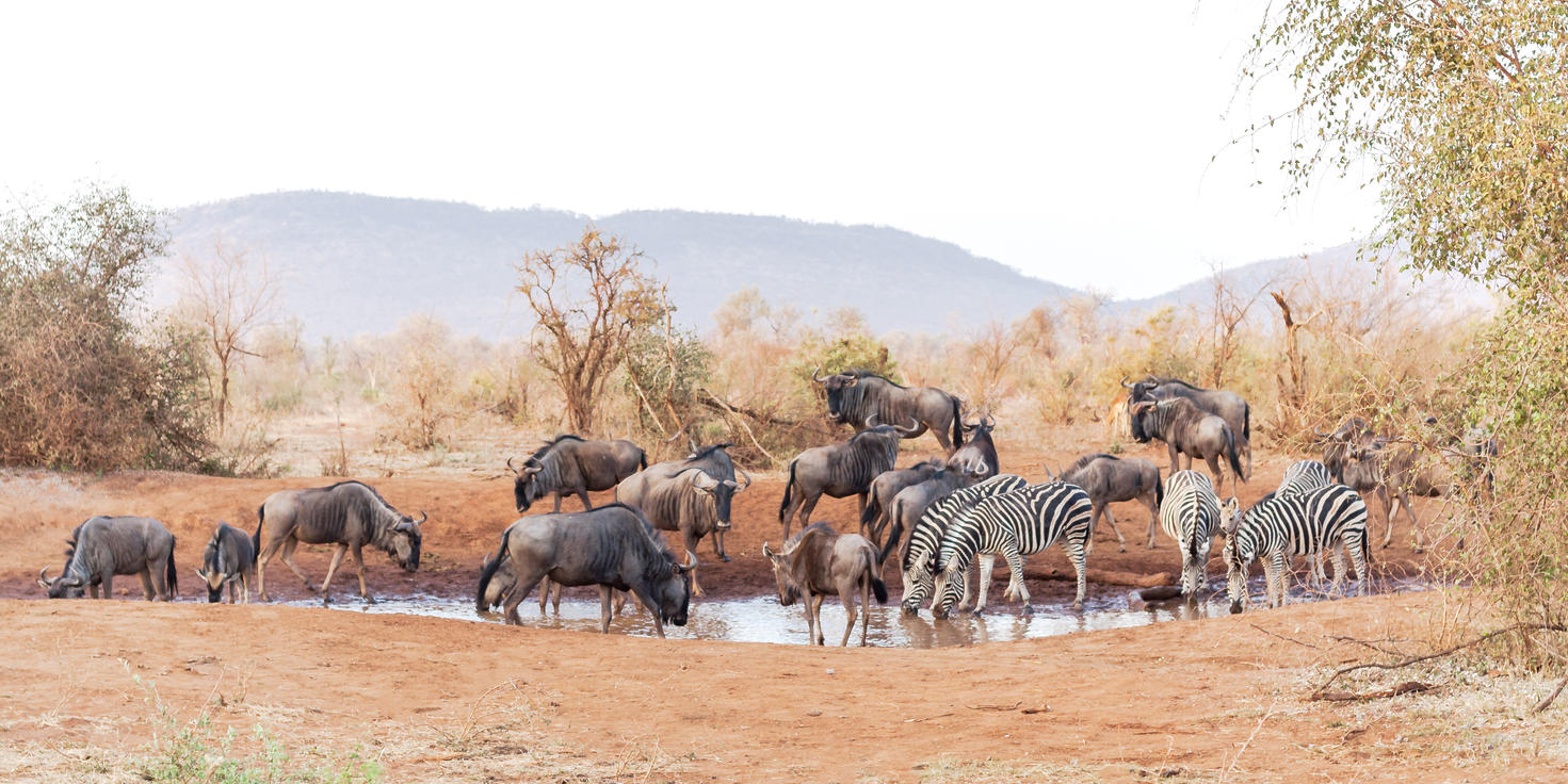 Madikwe Game Reserve