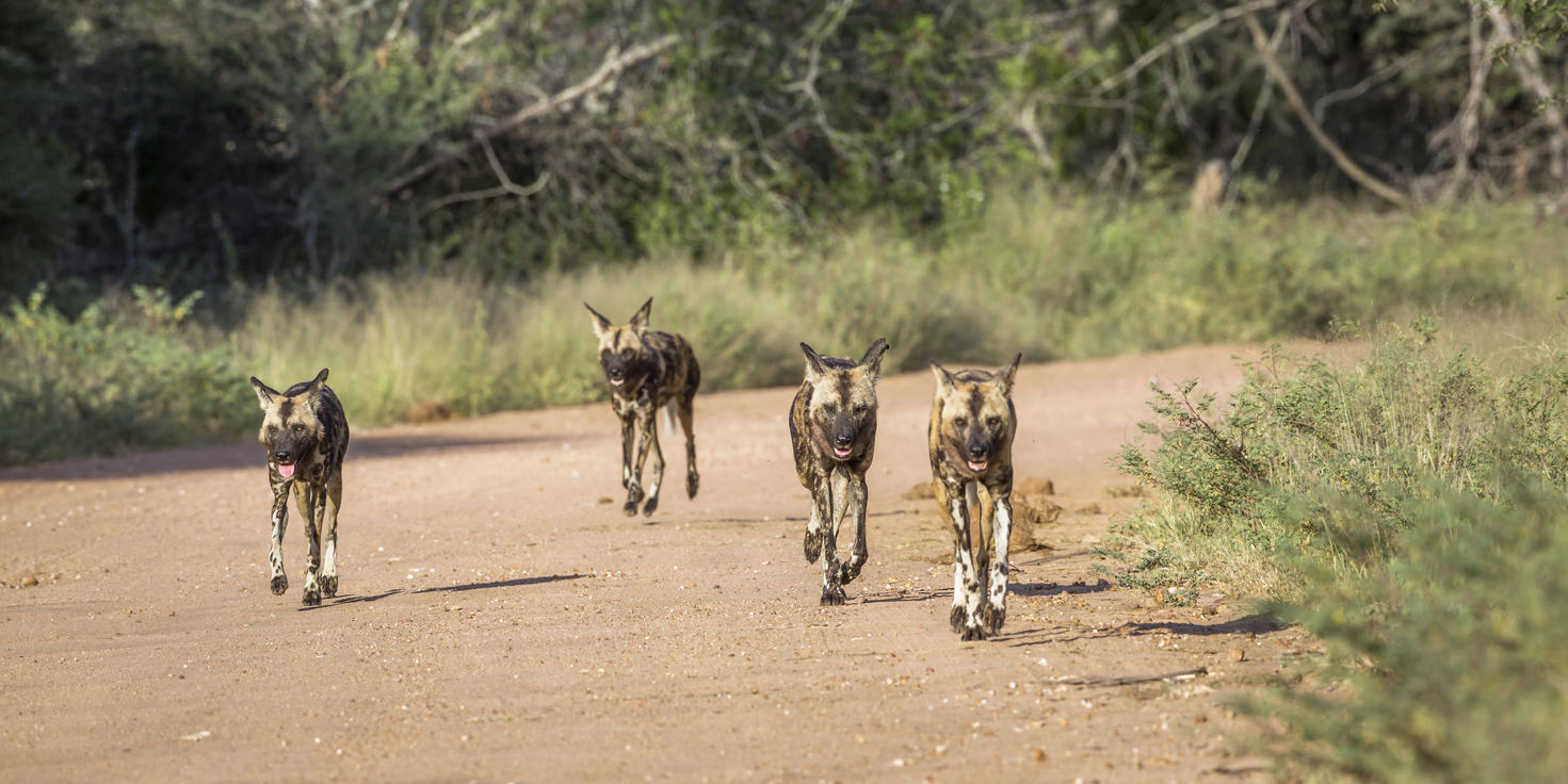Moditlo Private Game Reserve