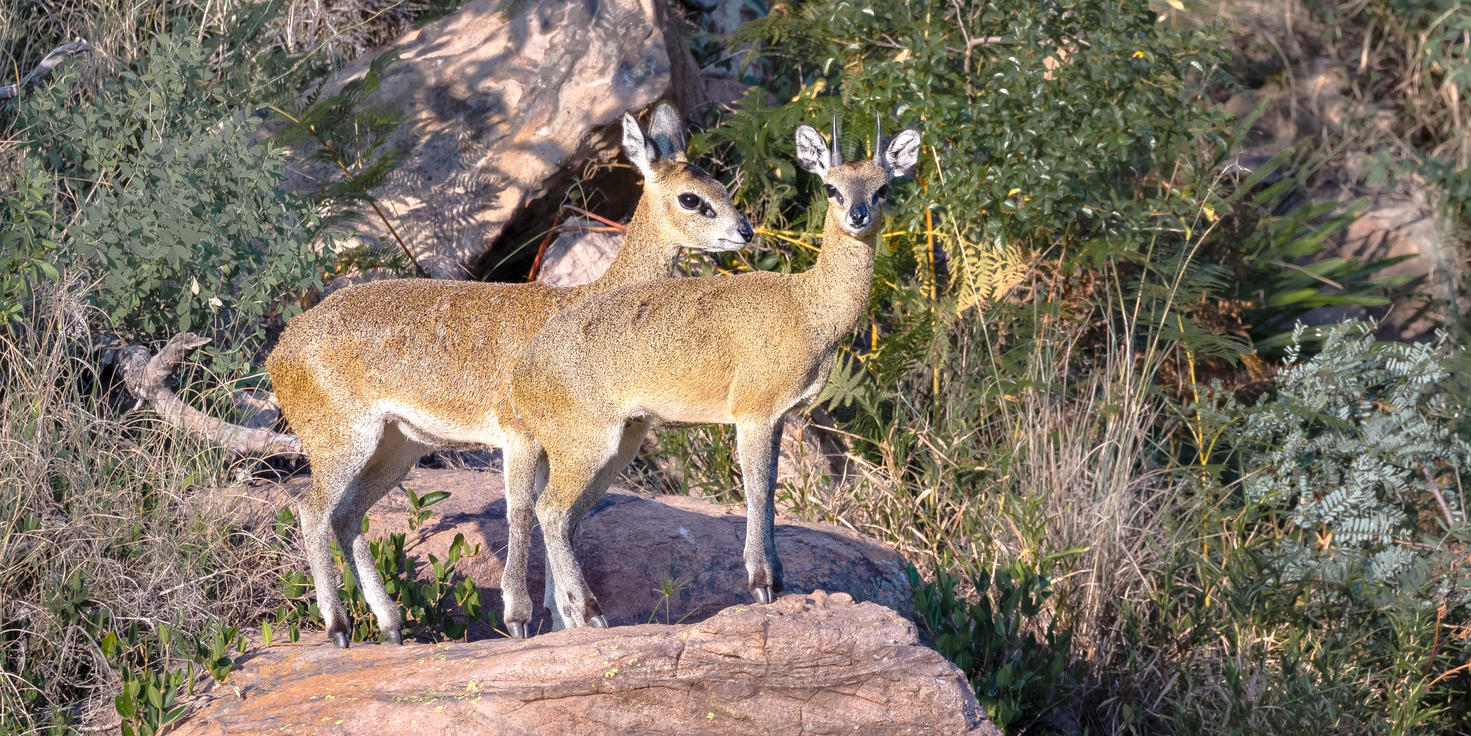 Welgevonden Game Reserve