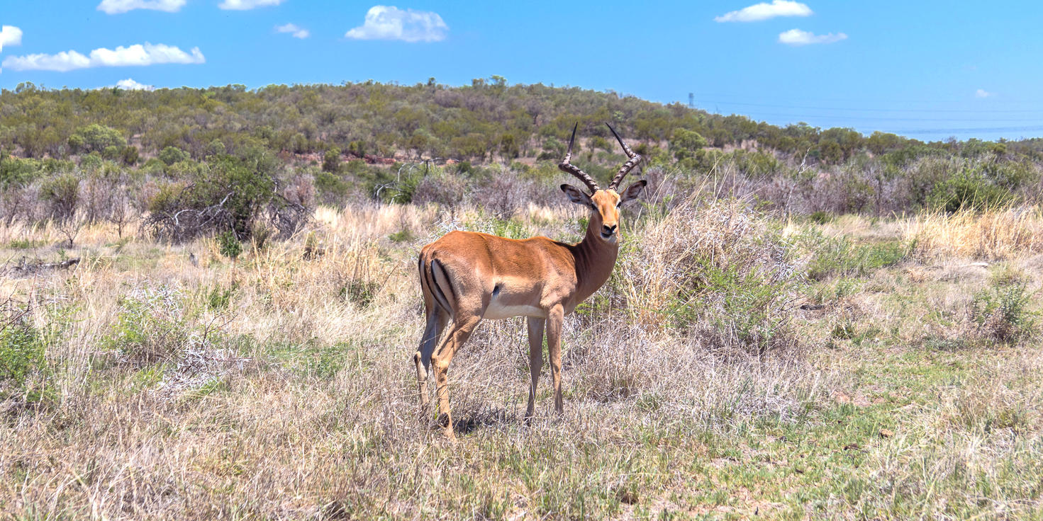 Dinokeng Game Reserve
