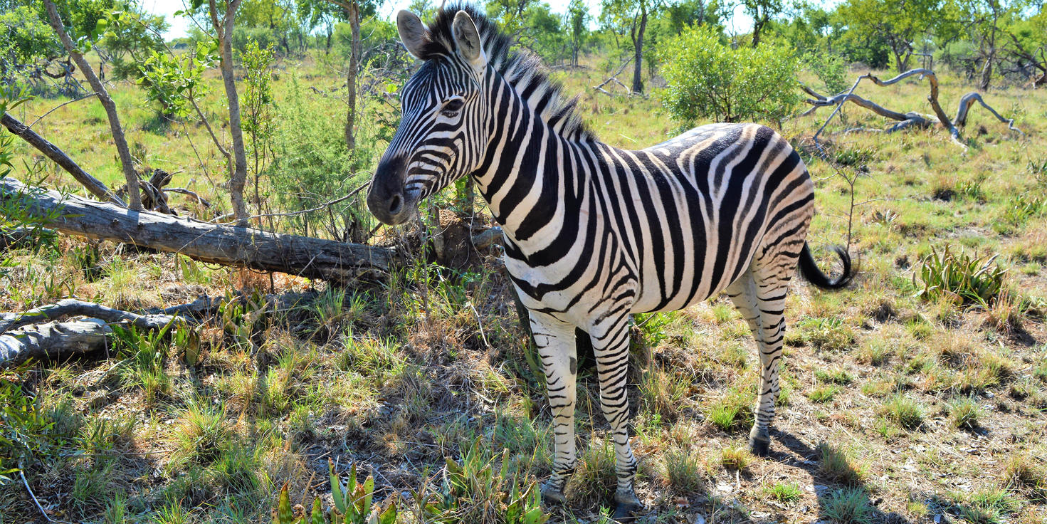 Dinokeng Game Reserve
