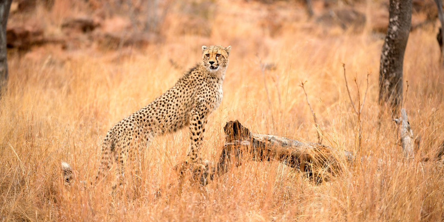 Welgevonden Game Reserve