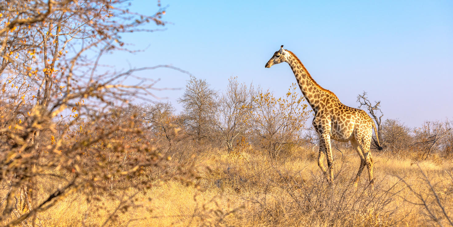 Timbavati Private Nature Reserve