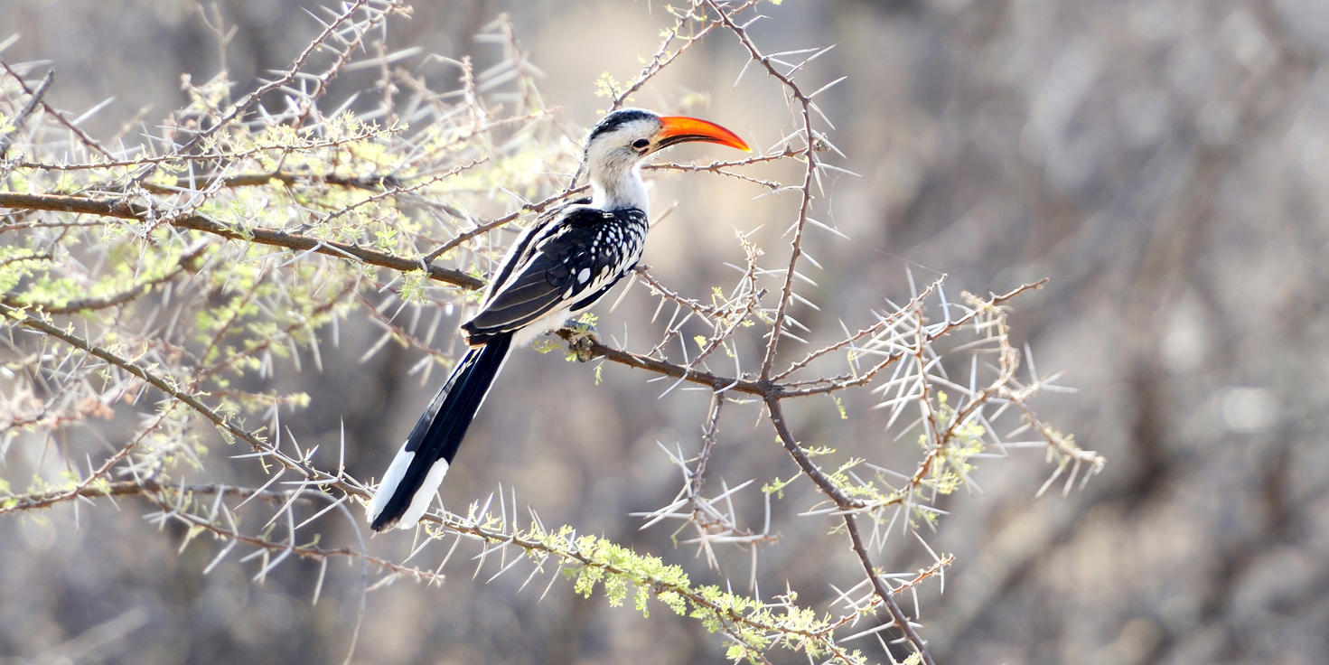 Balule Private Game Reserve