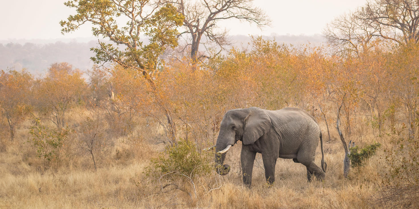 Sabi Sand Nature Reserve