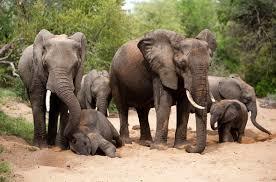5 Day Ezulwini Billy's or River Lodge