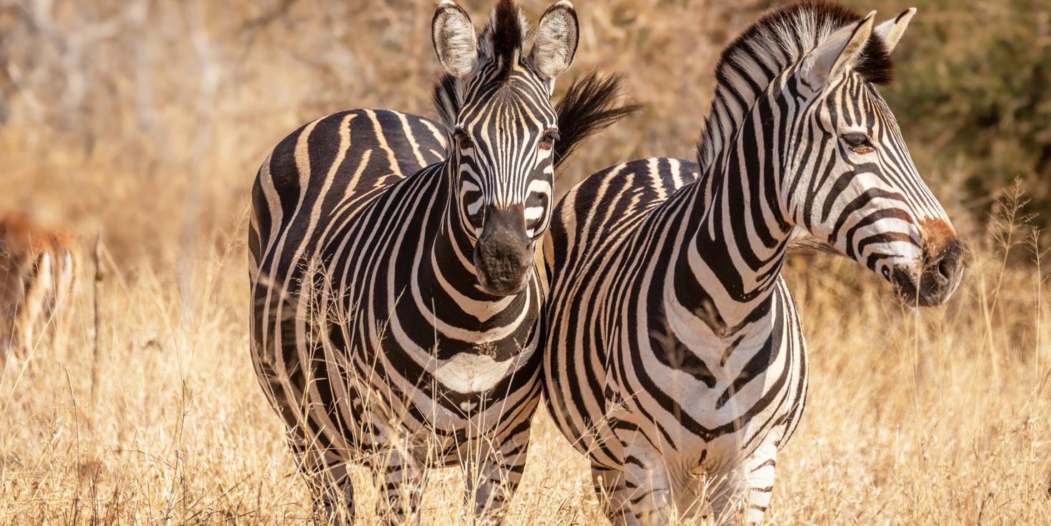Sabi Sand Nature Reserve
