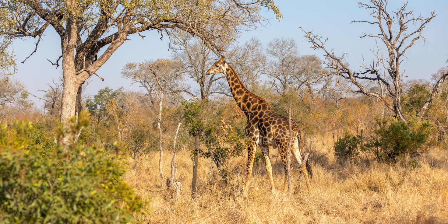 Sabi Sand Nature Reserve