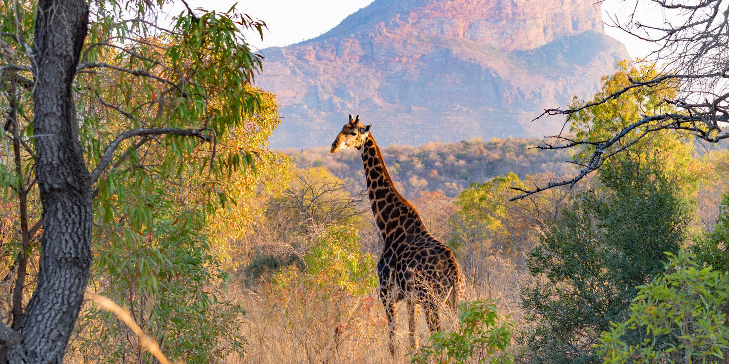 The Waterberg Biosphere