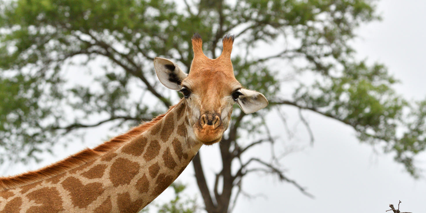 Mjejane Private Game Reserve