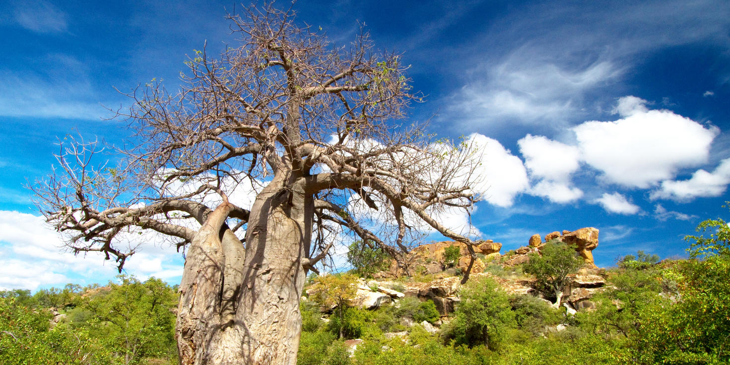 Limpopo