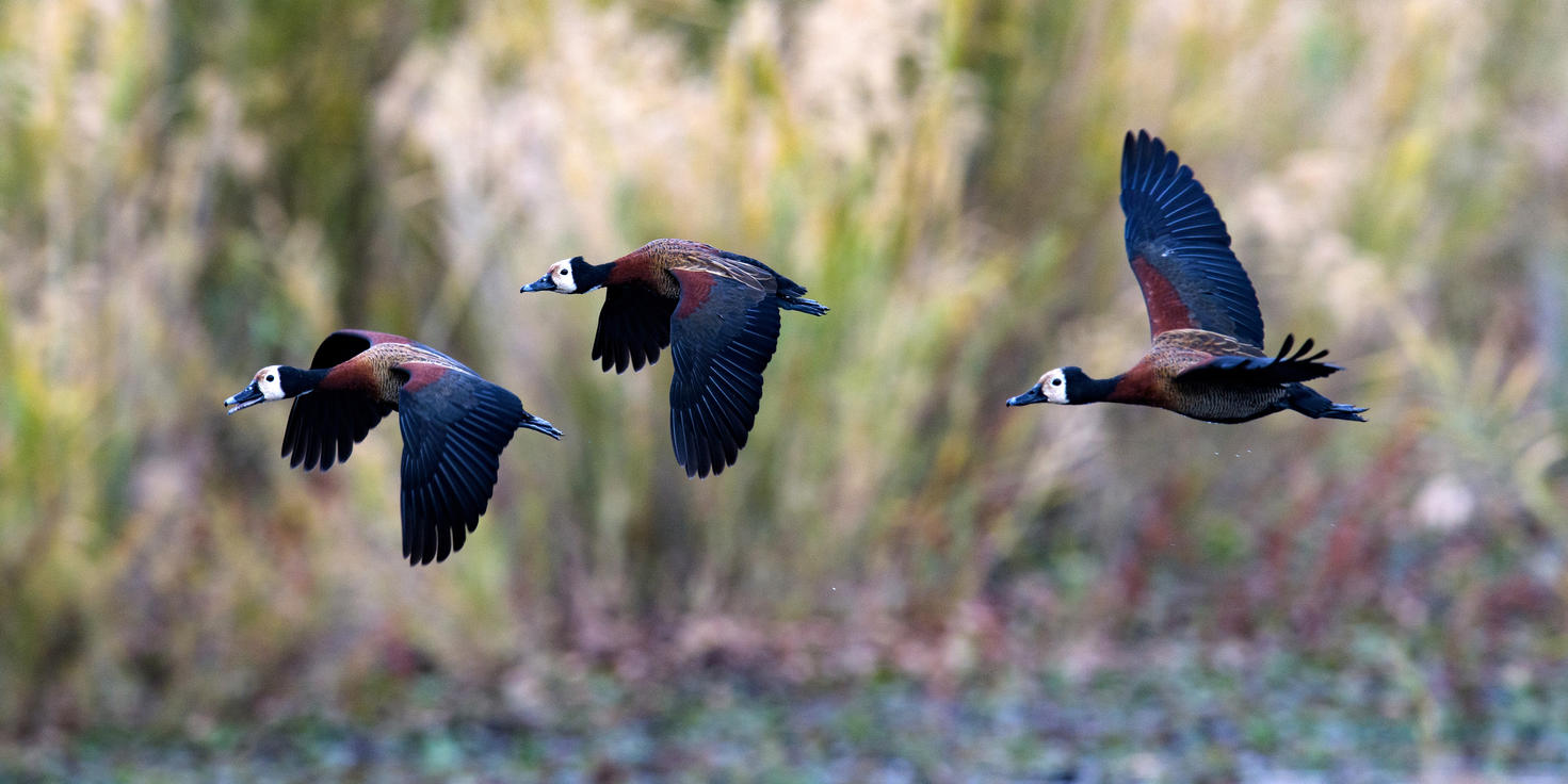 Dinokeng Game Reserve