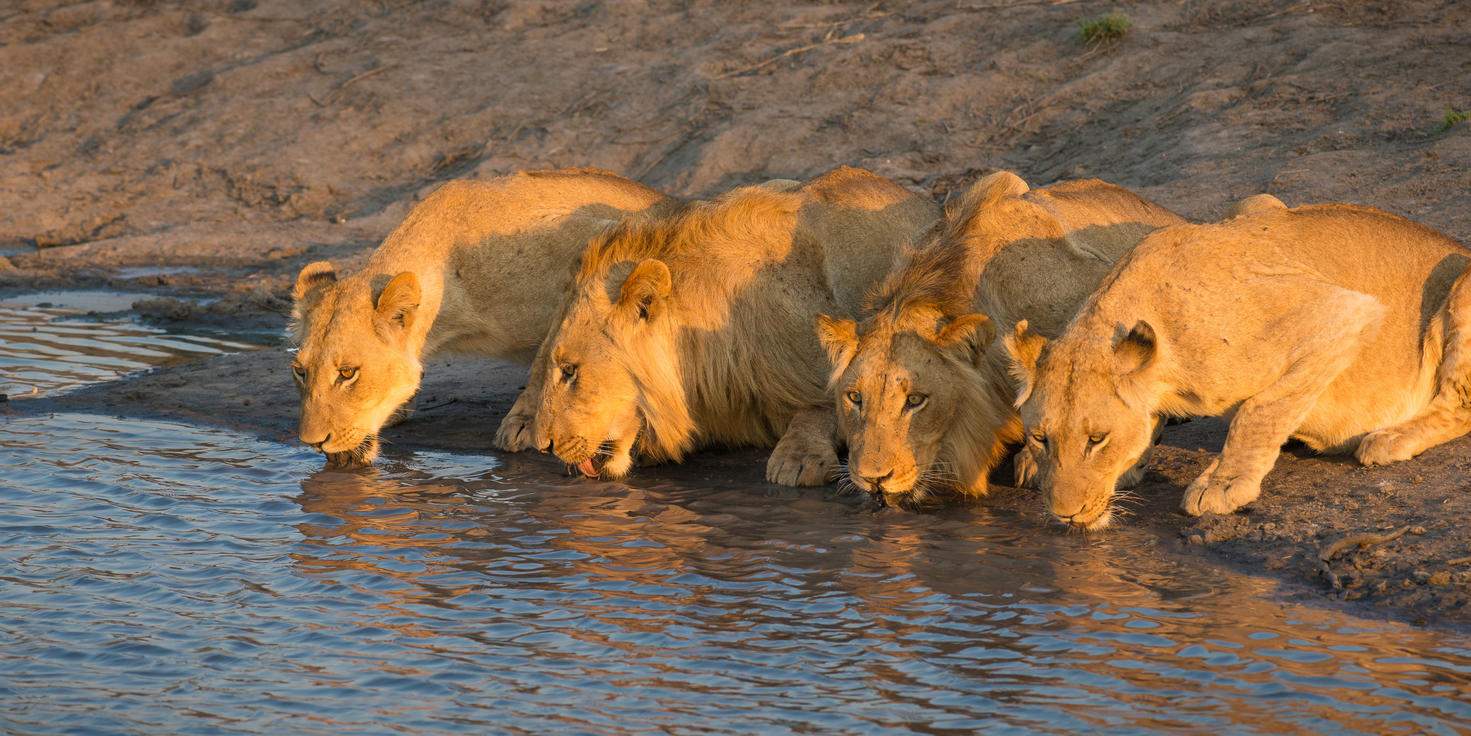 Sabi Sand Nature Reserve