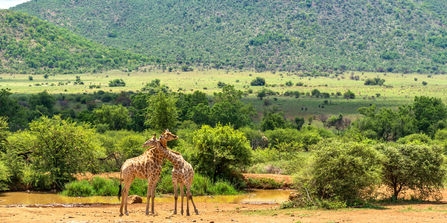 Pilanesberg National Park