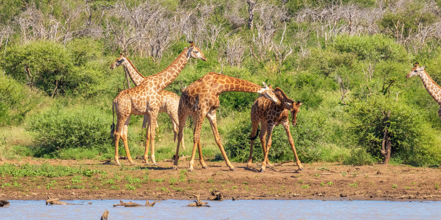Madikwe Game Reserve