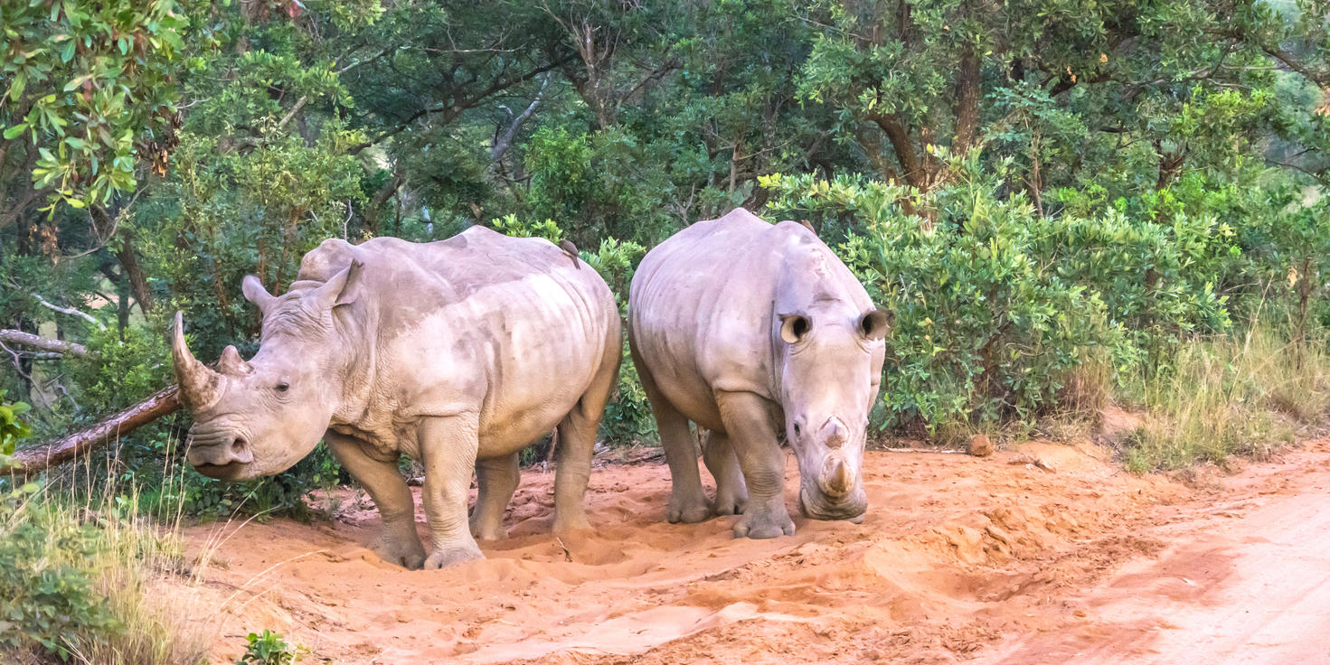 Welgevonden Game Reserve
