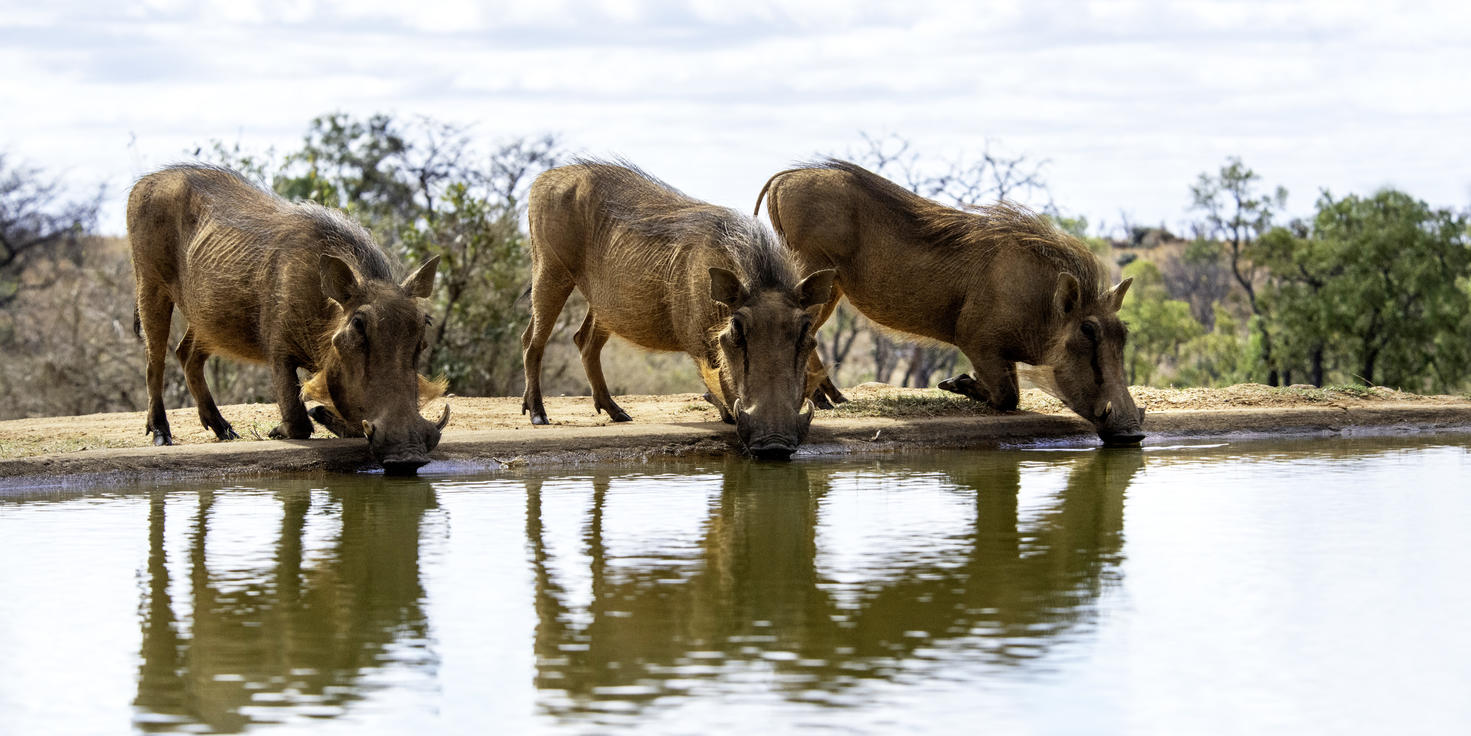 Limpopo