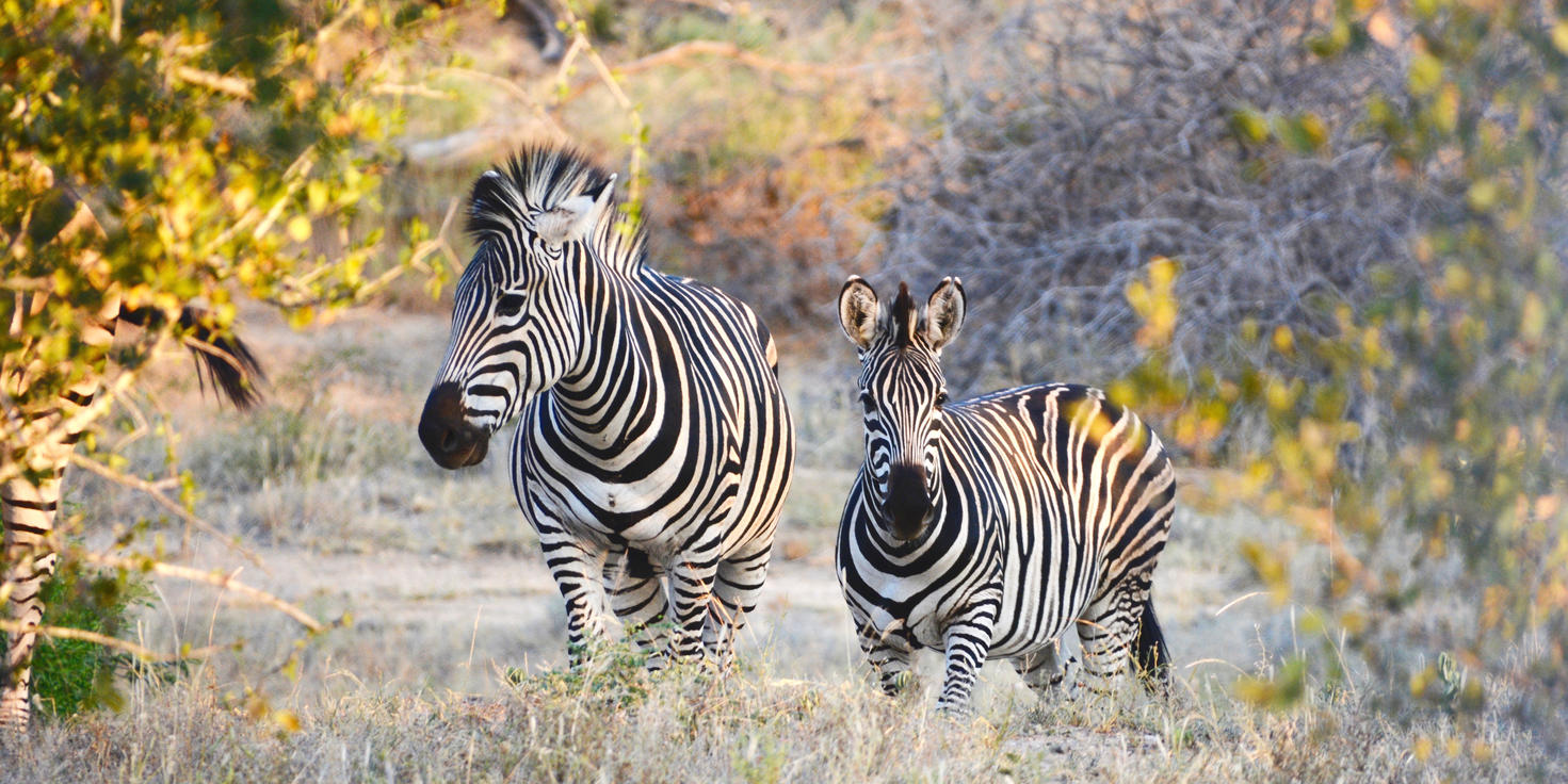 Timbavati Private Nature Reserve