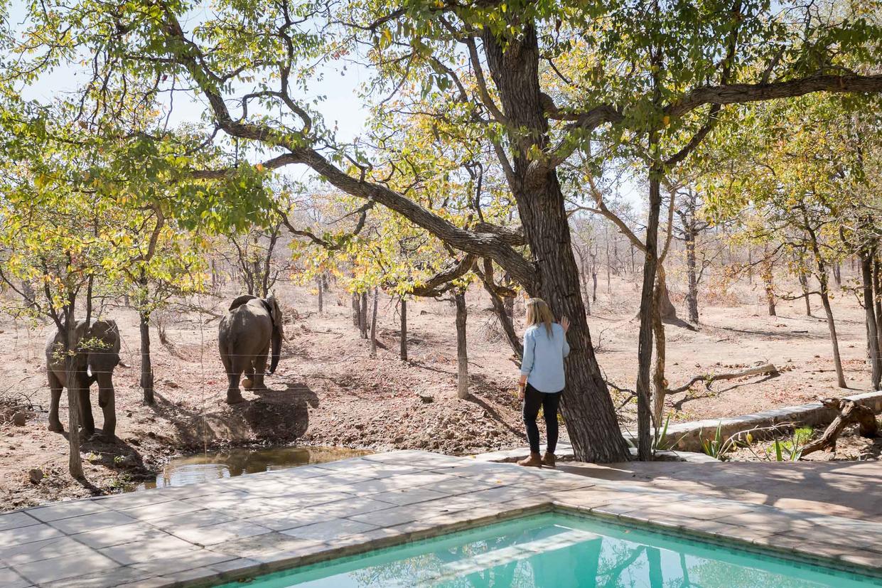 Watching Elephants from the Camp