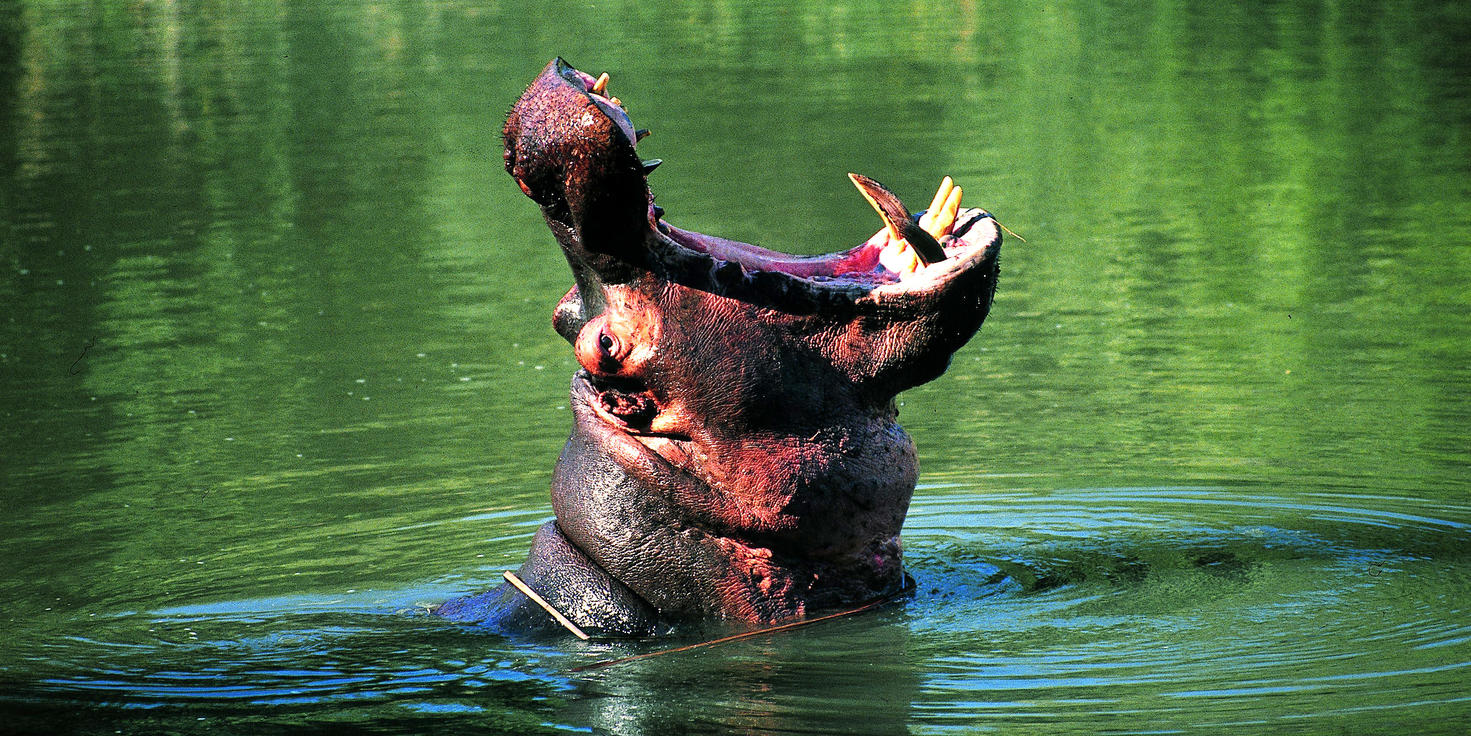 Limpopo