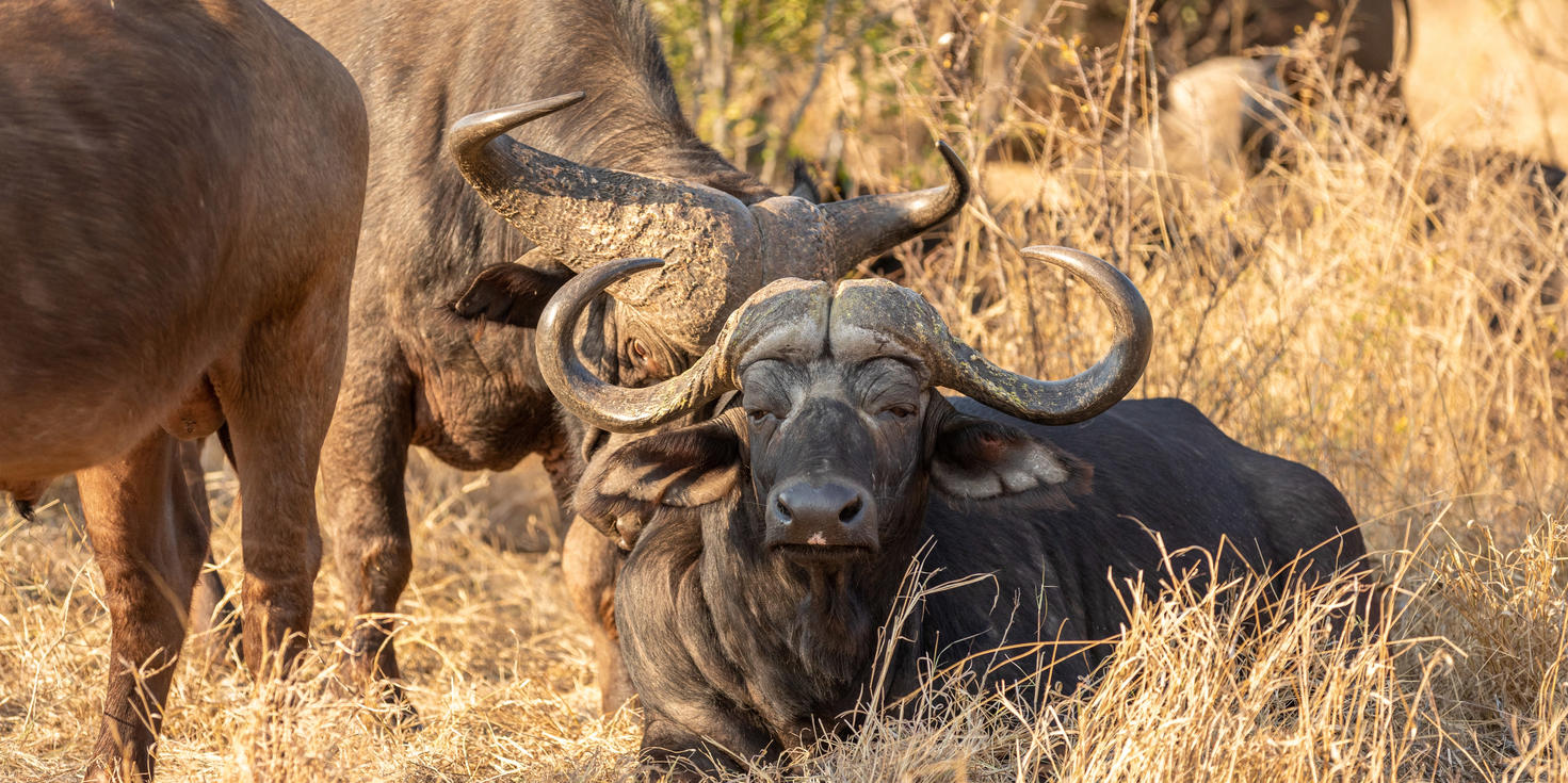 Sabi Sand Nature Reserve