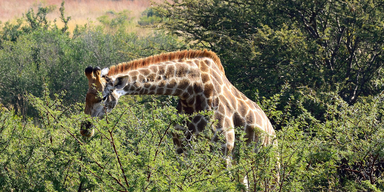 Dinokeng Game Reserve