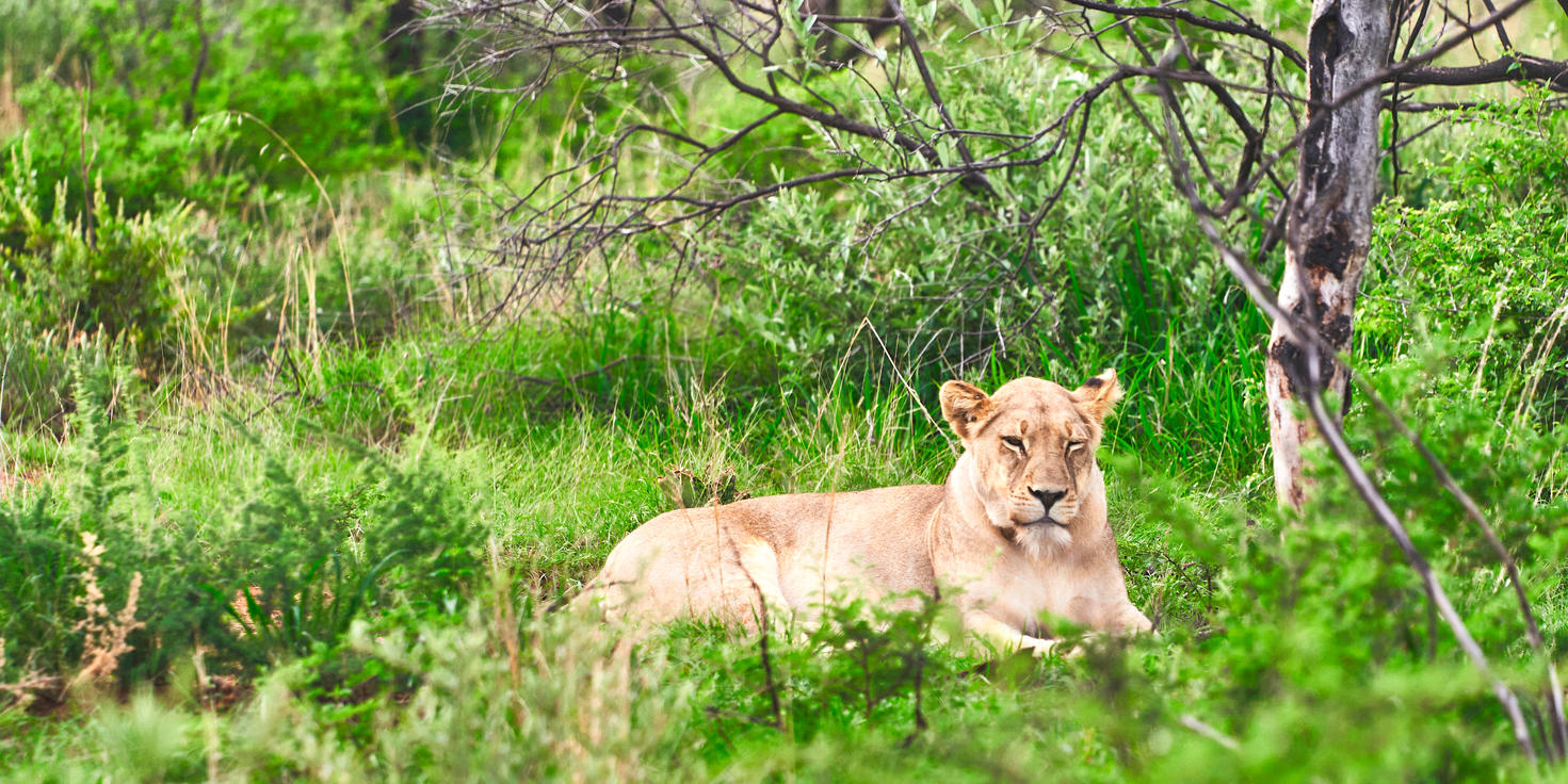 Dinokeng Game Reserve