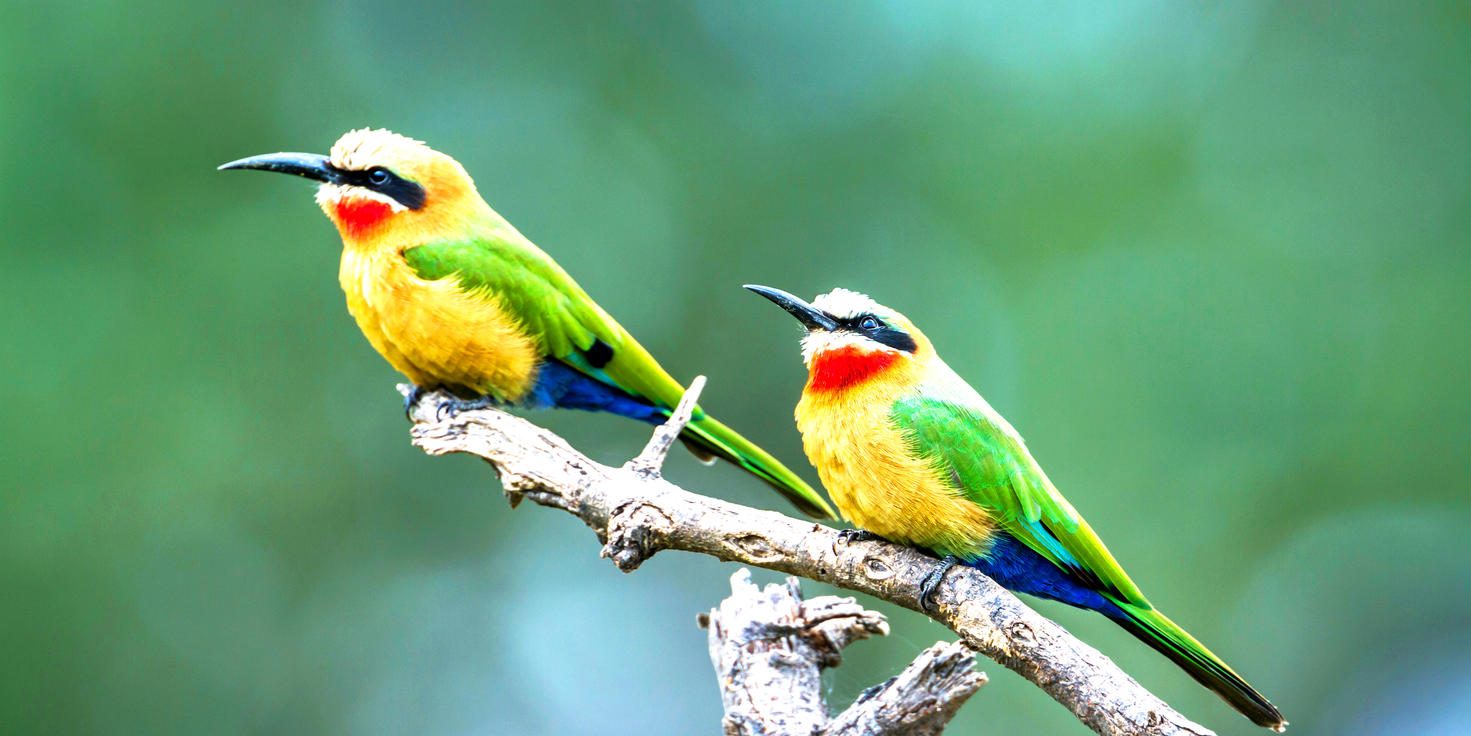 Limpopo