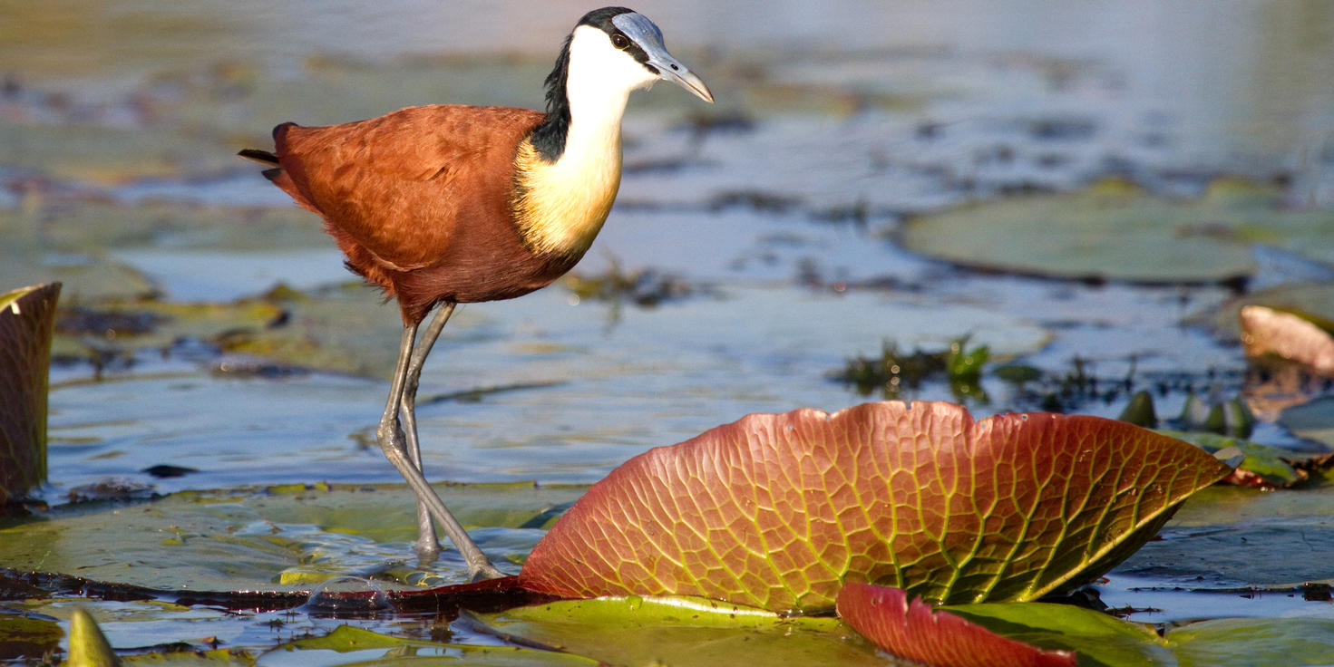 Dinokeng Game Reserve