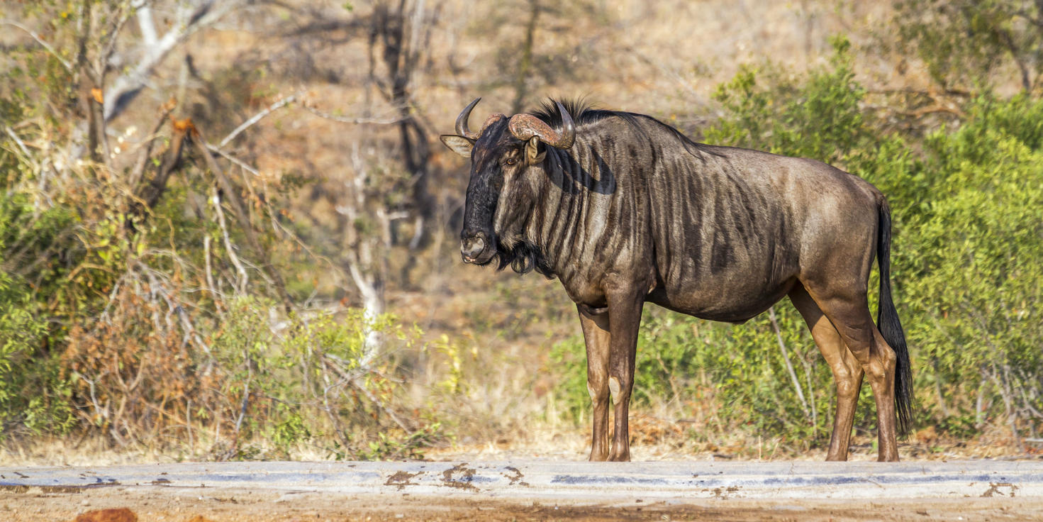 Moditlo Private Game Reserve