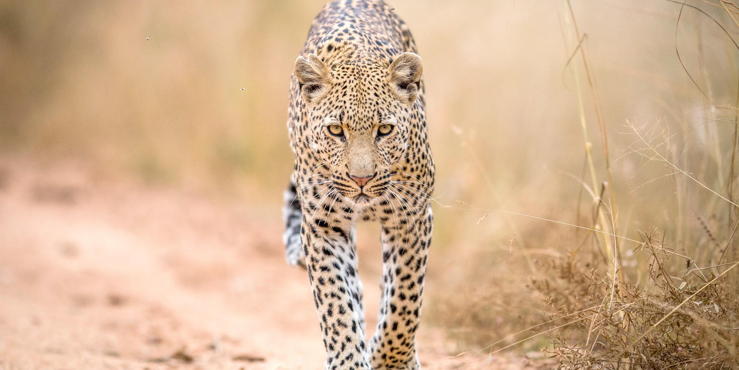 Balule Private Game Reserve
