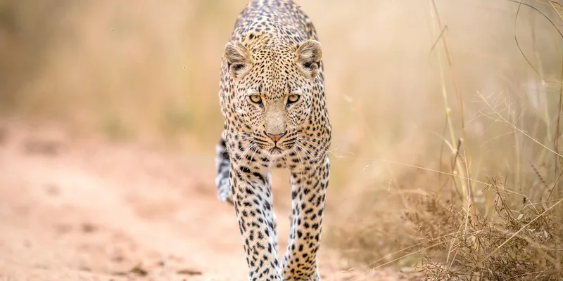 Balule Private Game Reserve