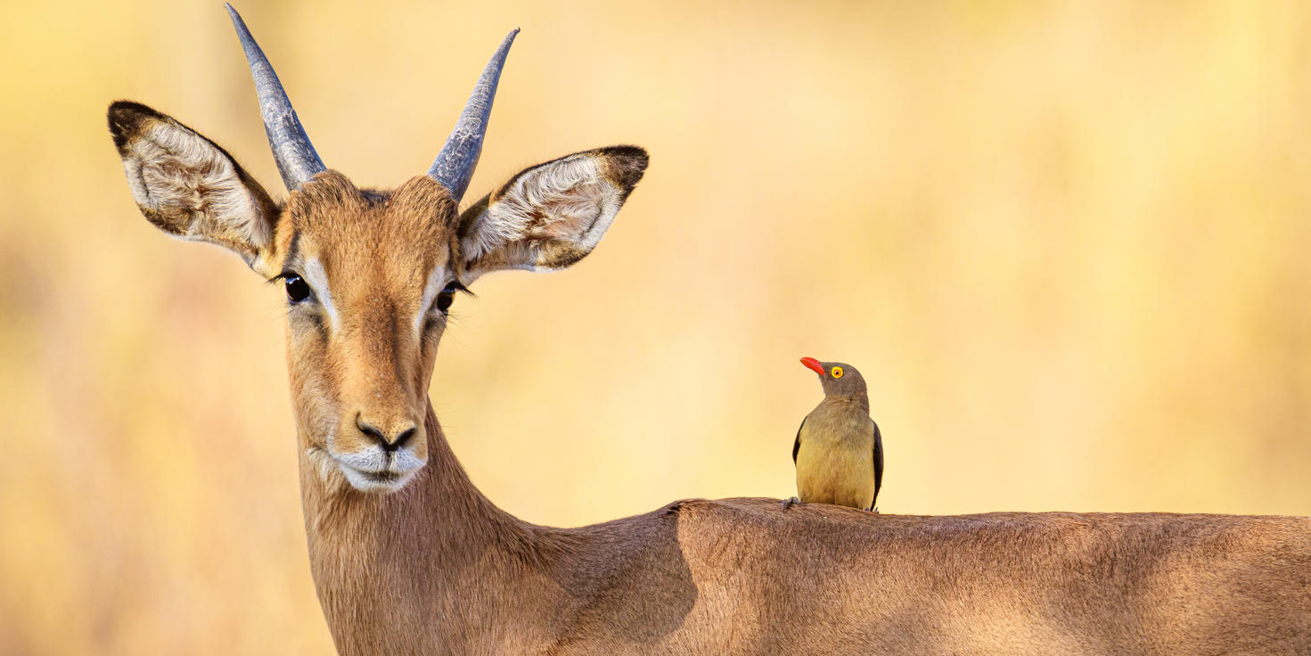 Madikwe Game Reserve