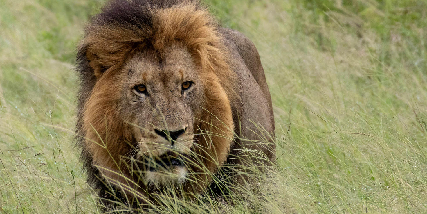 Mjejane Private Game Reserve