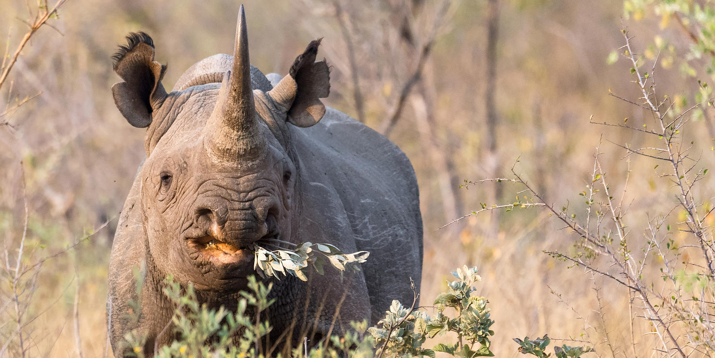 Madikwe Game Reserve