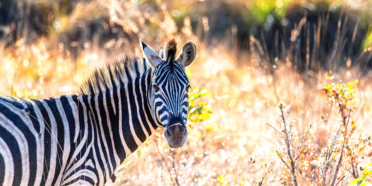 The Waterberg Biosphere