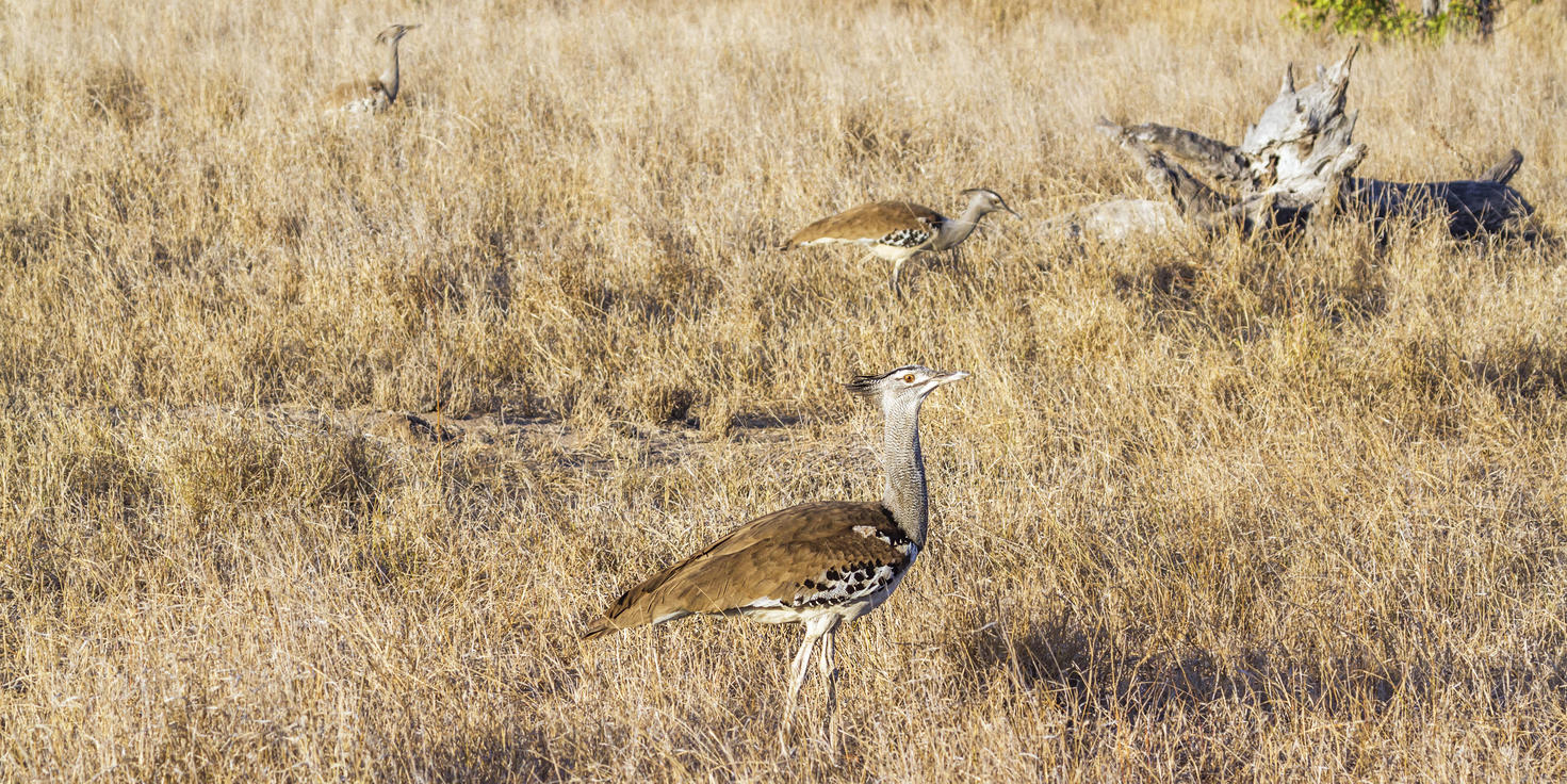 Blue Canyon Private Game Reserve