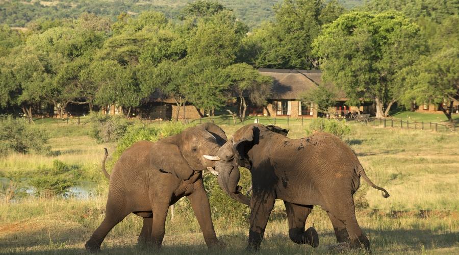 3-Day Bakubung Bush Lodge Tour