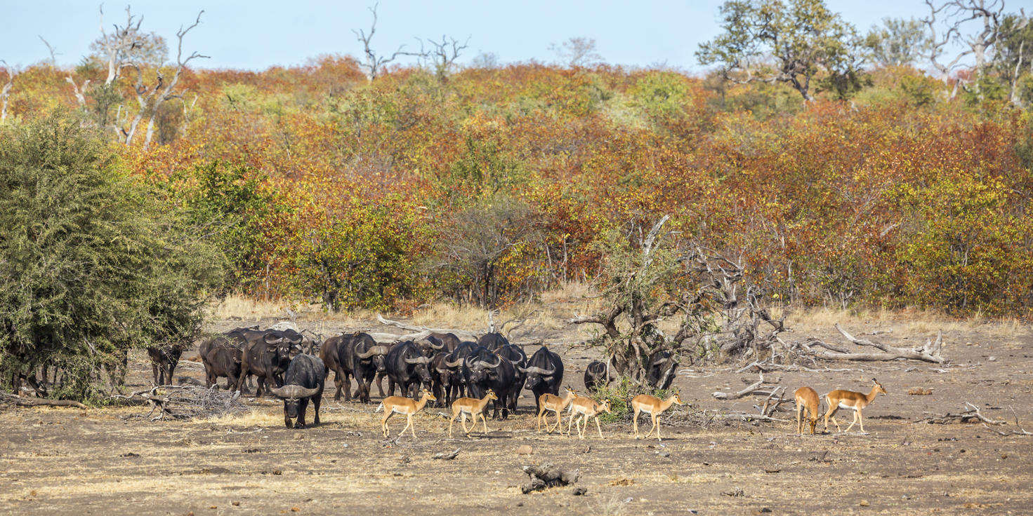 Blue Canyon Private Game Reserve