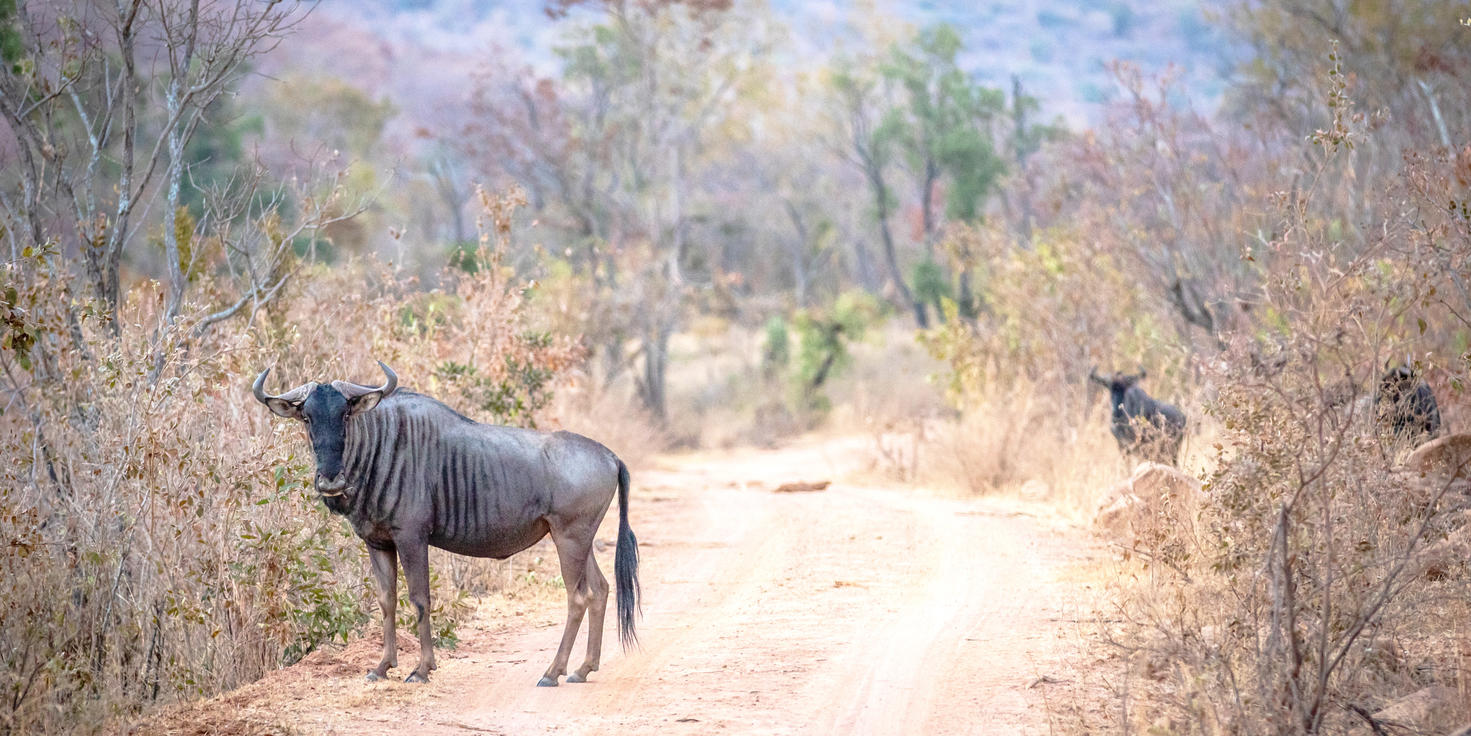 Welgevonden Game Reserve