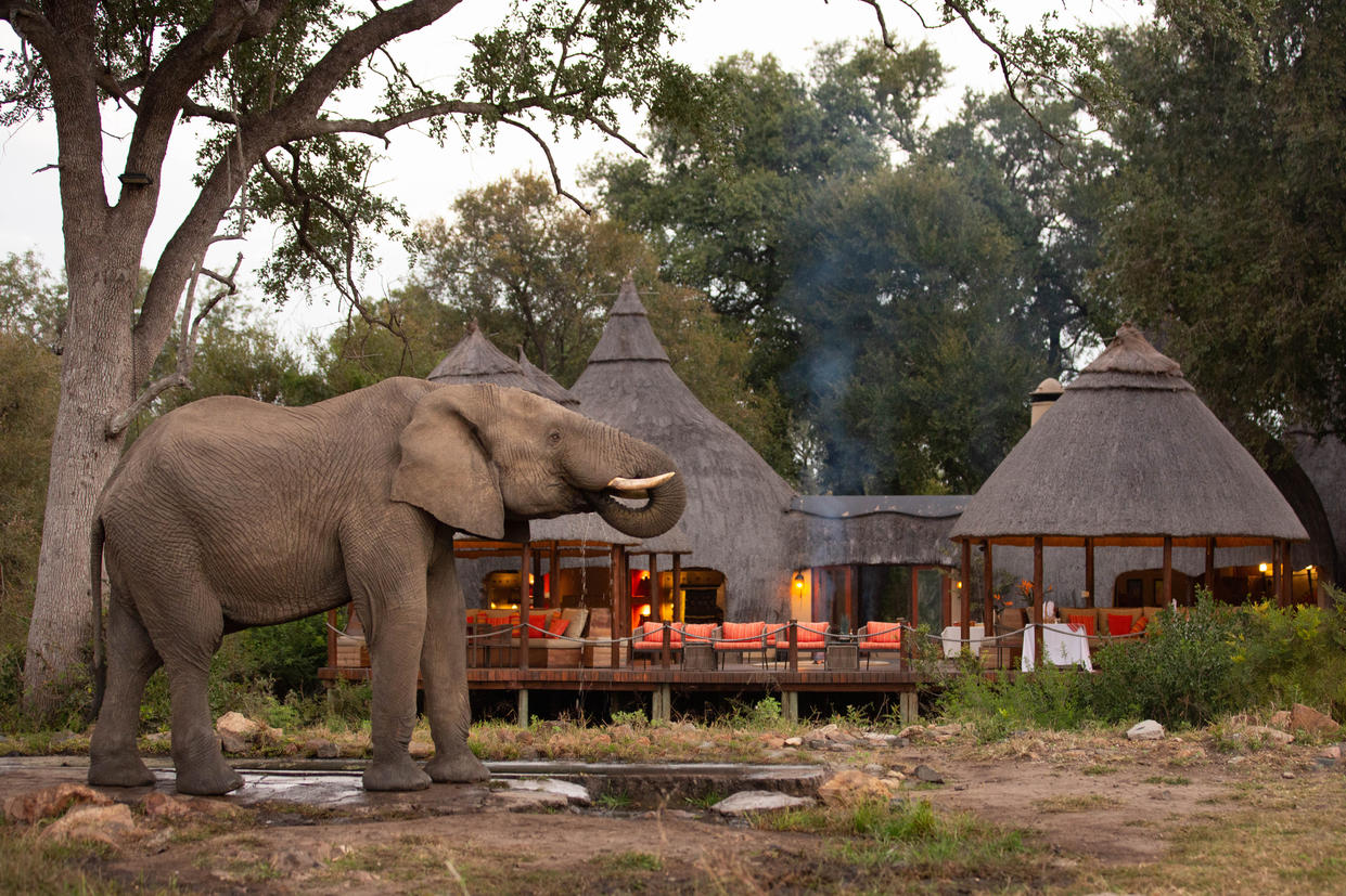 2. Signature Hoyo Hoyo Safari Lodge - Wildlife - Elephant