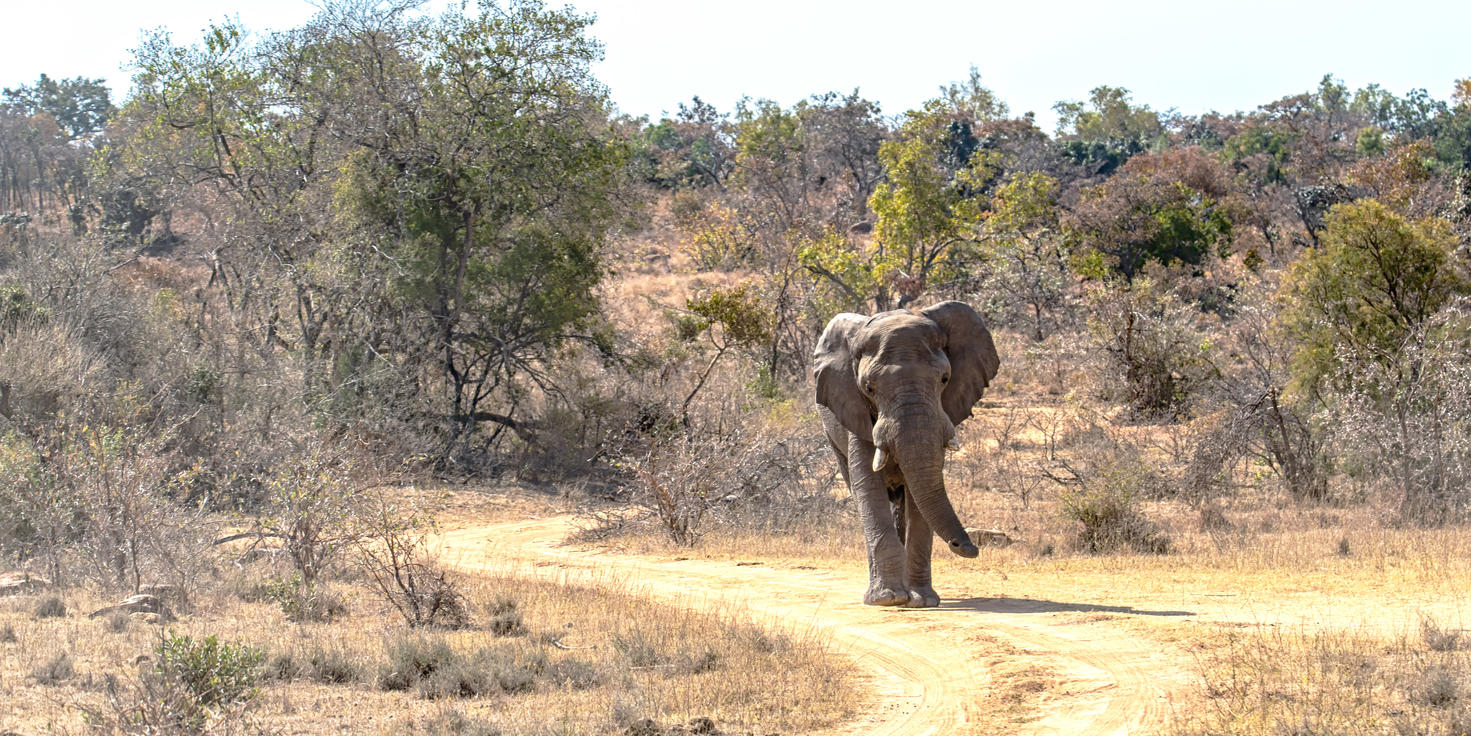 Welgevonden Game Reserve