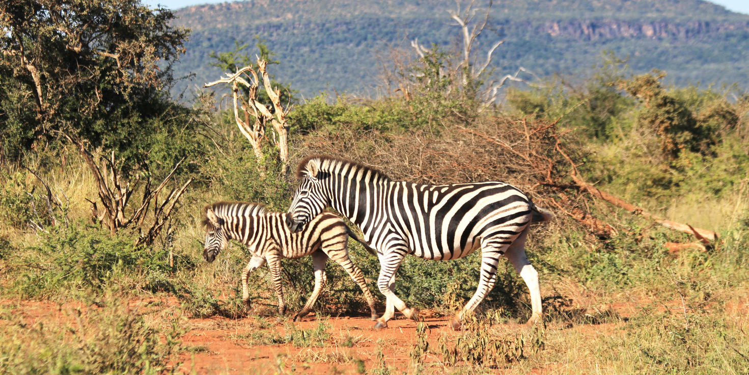 Madikwe Game Reserve