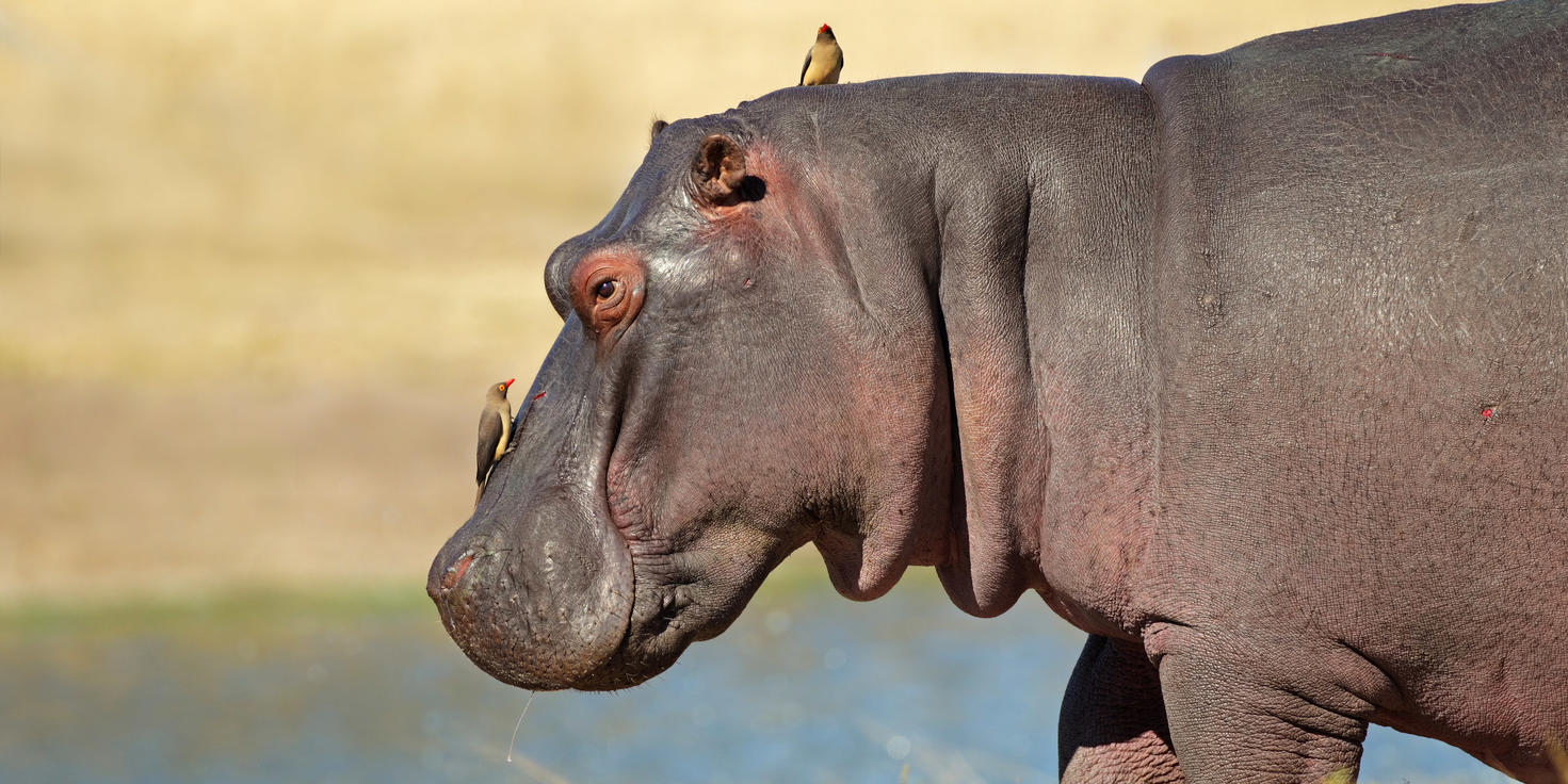 Sabi Sand Nature Reserve