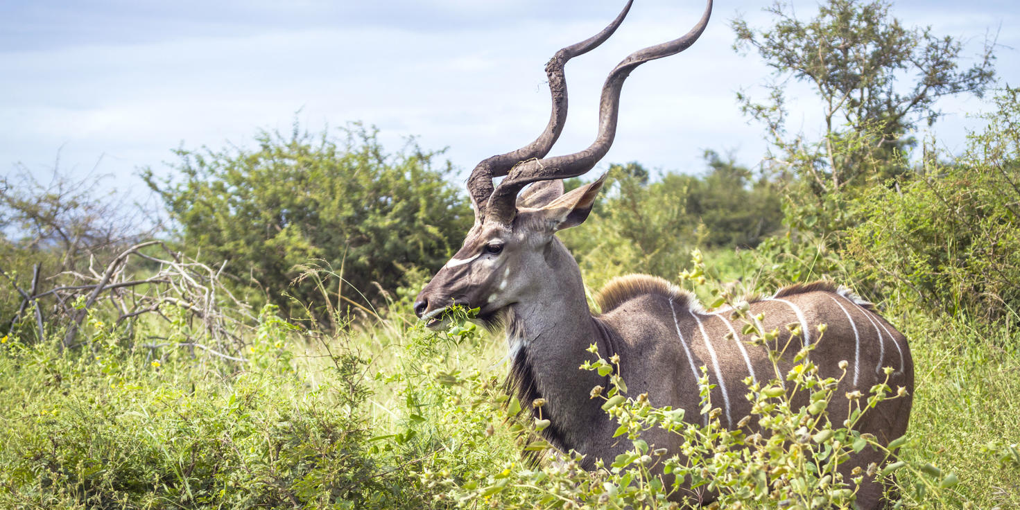 Moditlo Private Game Reserve