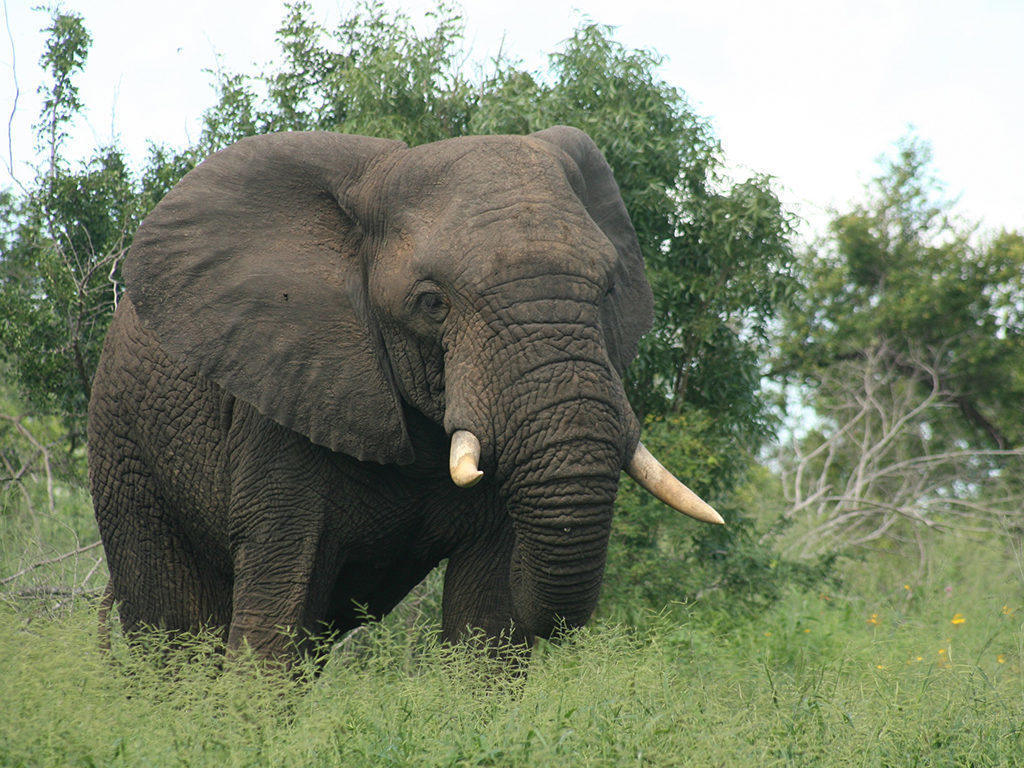 5 Day, 4 Night Kapama River Lodge